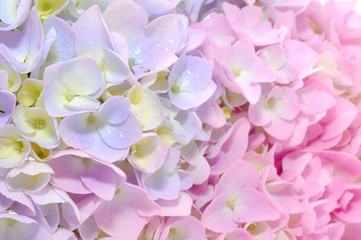 Beautiful Purple and Pink Hydrangea Flowers Close-up