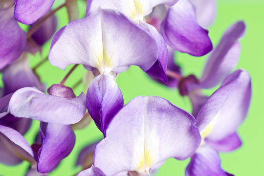 Wisteria Macro glicina
