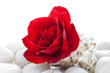 Rose in a Seashell