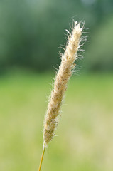 gras2