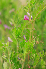 スズメノテッポウ