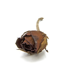Dried roses.