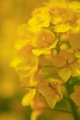 Obraz premium 菜の花