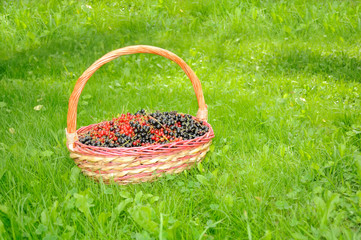 Basket Full of Black and Red Currants on Green Lawn