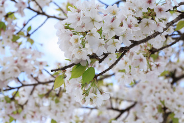 オオシマザクラ