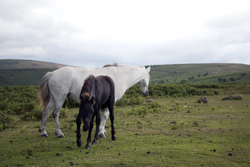 Obraz premium Wild english Dartmoor mare with foal