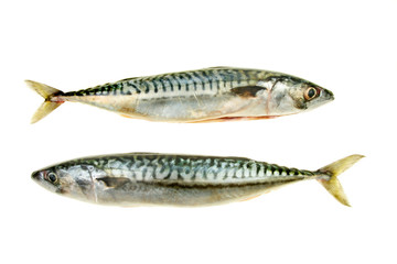 Two mackerel