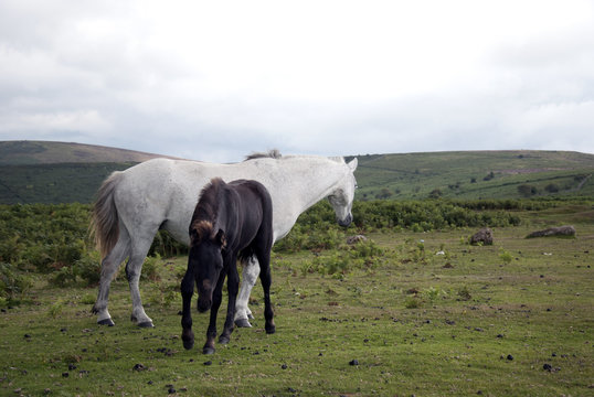 Wild english Dartmoor mare with foal