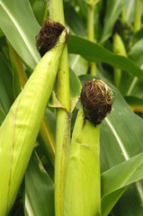 Kolby kukurydzy