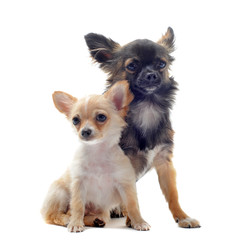 chiot et adulte chihuahua