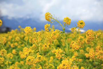 Obraz premium 菜の花と比良山系