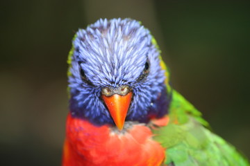 Portrait de loriquet