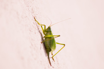 green locust