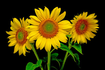 Obraz premium sunflower close-up on a black background