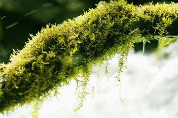 新緑の渓流と苔