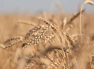Fototapeta premium Ears of wheat