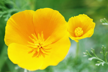 エスコルチアの花