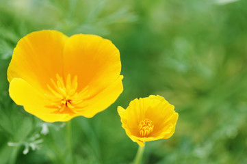 エスコルチアの花