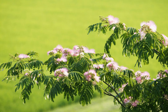 ねむのき Images Browse 51 Stock Photos Vectors And Video Adobe Stock
