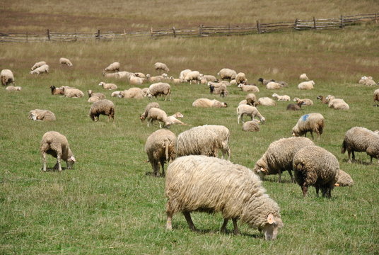 Wypas owiec