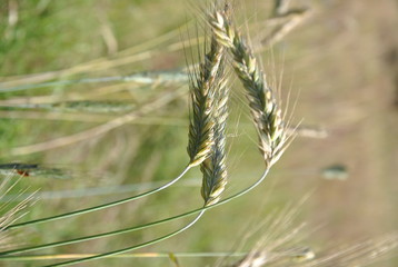 Zboże  © adgreenpl