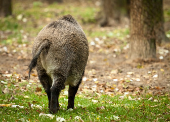 Wild boar in forest