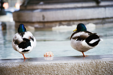 夜の噴水で寝るカモ