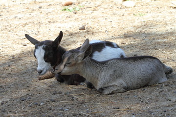 Piccoli capretti si coccolano tra di loro