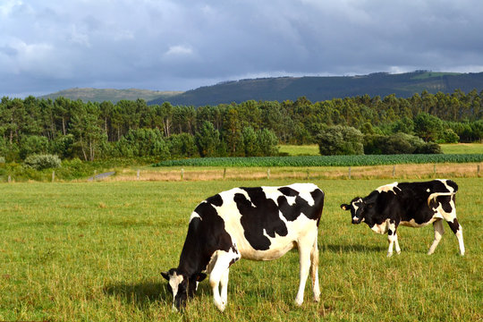 Dos vacas pastando en el campo