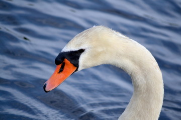 Hooked Neck Swan