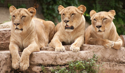Obraz na płótnie Canvas Trio z lwic