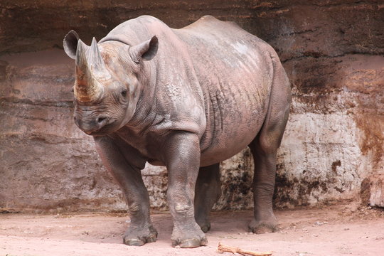 รูปภาพNashorn – เลือกดูภาพถ่ายสต็อก เวกเตอร์ และวิดีโอ7,825 | Adobe Stock