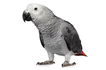 Photo sur Plexiglas Perroquet perroquet isolé sur blanc