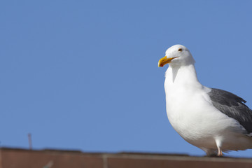 マリナデルレイのカモメ