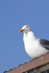 マリナデルレイのカモメ