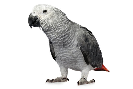 Fototapeta parrot isolated on white