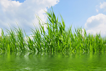 Fototapeta premium Schilfgräser im Wasser