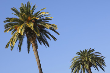 ハリウッドのヤシの木