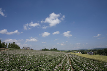 ジャガイモの花咲く丘