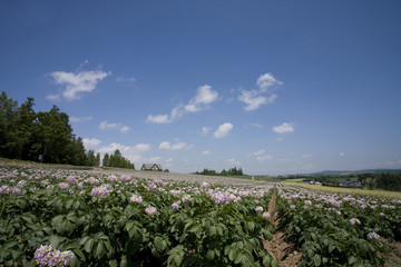 Fototapeta na wymiar ジャガイモの花咲く丘