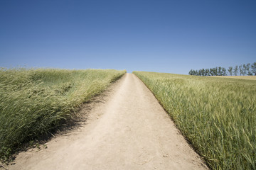 麦畑、麦の中の道