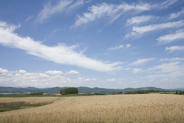 Fototapeta na wymiar 麦畑、麦と雲