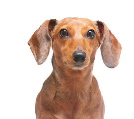 dachshund dog