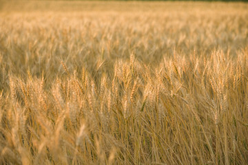 麦畑、麦の夕暮れ