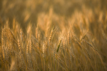 麦畑、麦の夕暮れ