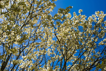 Dogwood