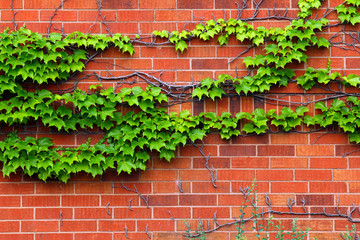 Ivy on Wall