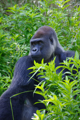 Gorilla staring into jungle
