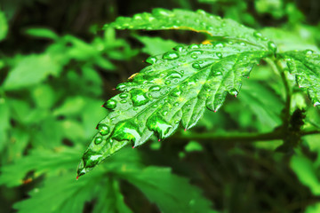 лист после дождя