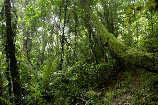 Lush green tropical forest jungle